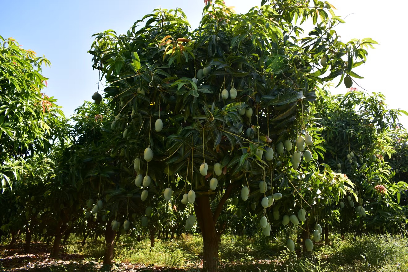 Farm Workers Harvesting