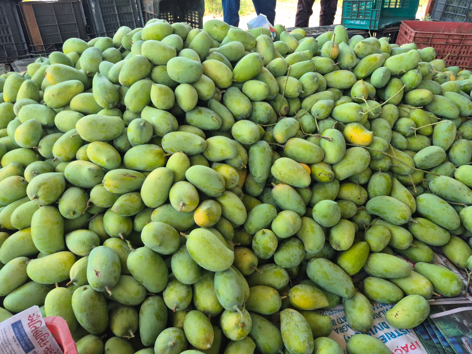 Freshly Harvested Kesar Mangoes