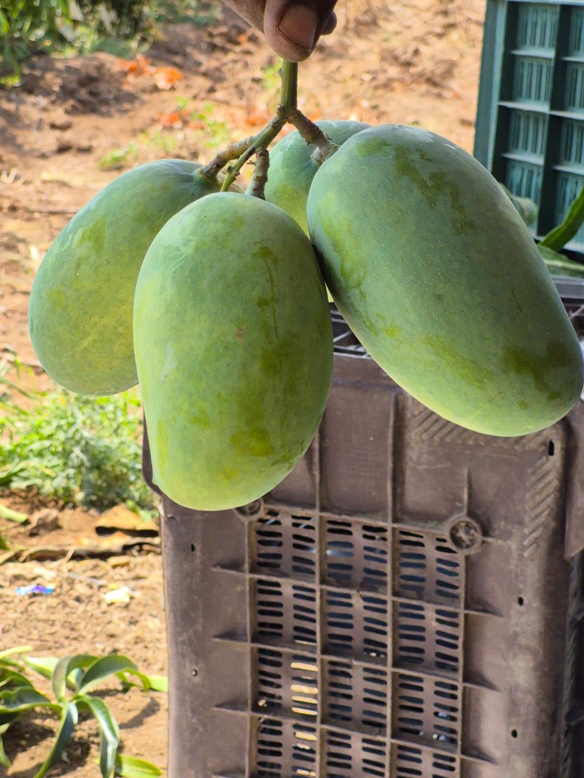 Basket of Kesar Mangoes