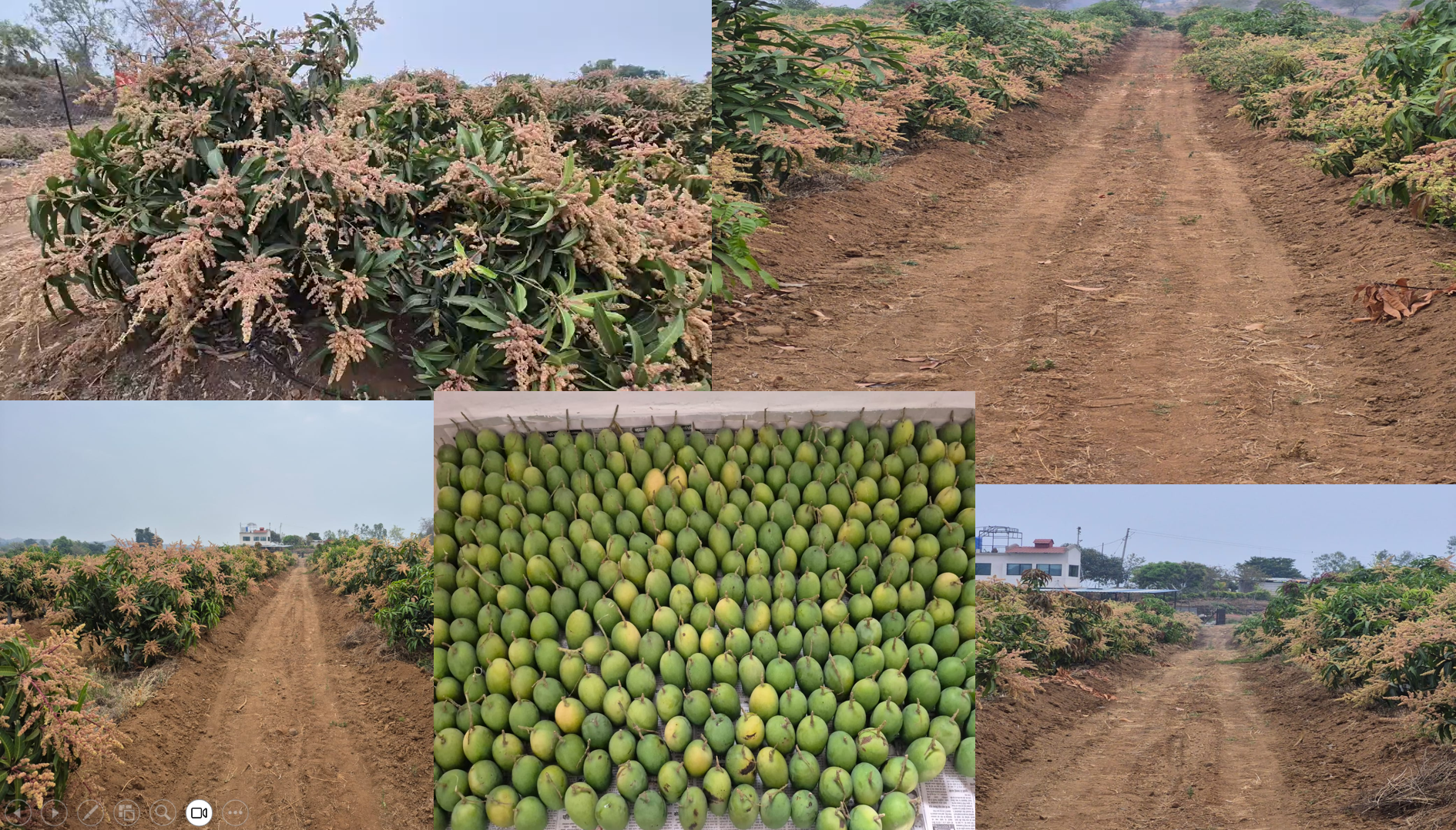 Radhaa Aamrai Kesar Mango Orchard
