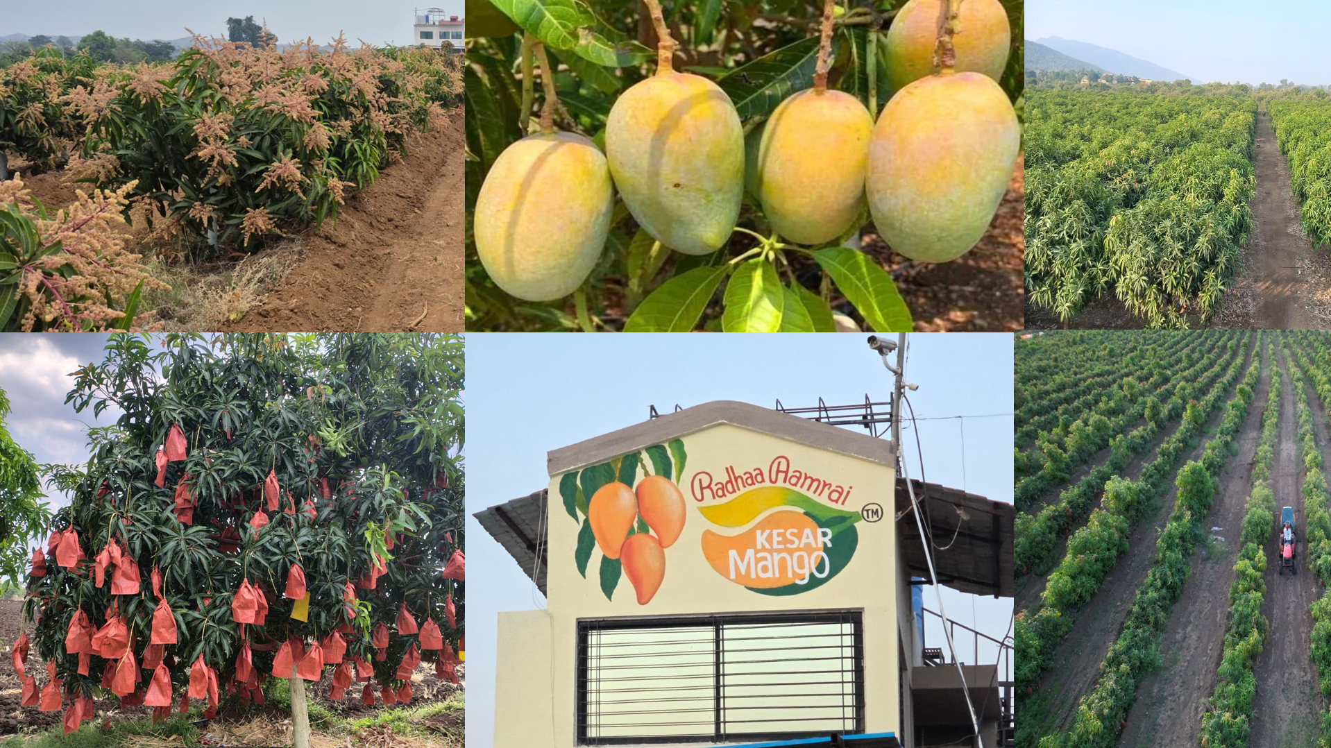 Radhaa Aamrai Kesar Mango Orchard